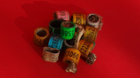 nog meer duiven ringen